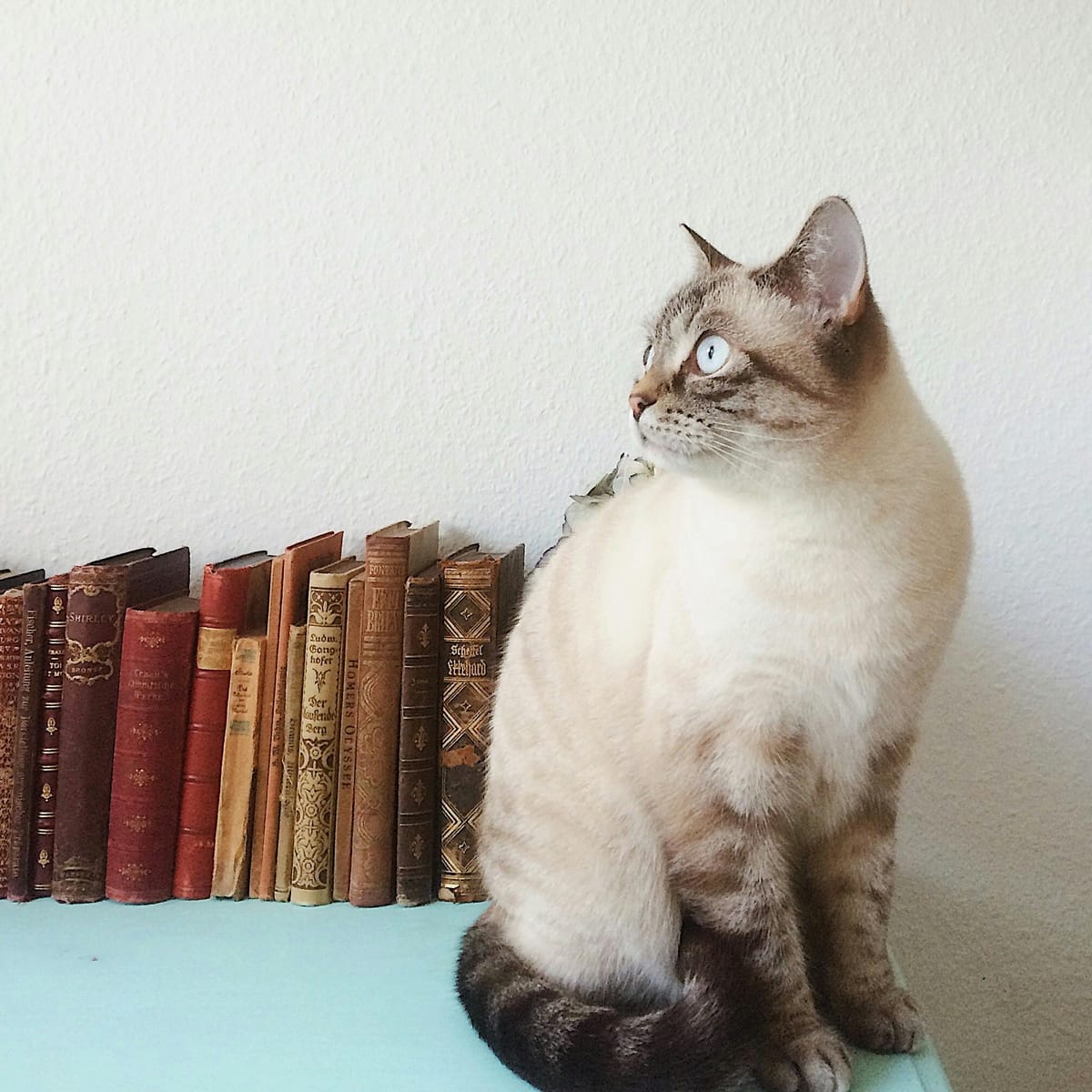 ศศลักษณ์ ไหประโคน avatar